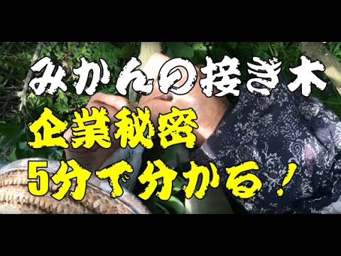 なぜ8月に果樹を接ぎ木するのでしょうか？どうすればうまくいきますか？  庭園