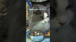ご飯もぐもぐ！#ノルウェージャンフォレストキャット#ラガマフィン#ミックス猫