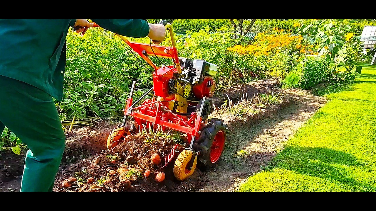 14.08. 26 г. Копка картошки модернизированным мотокультиватором!Digging potatoes with a cult