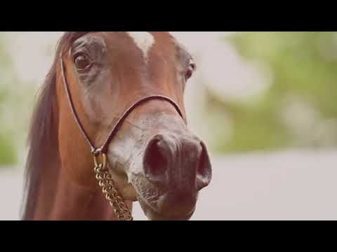 𝐁𝐄𝐋𝐋𝐀 𝐁𝐄𝐋𝐋𝐈𝐒𝐀 (𝐄𝐫𝐚𝐧𝐭𝐢𝐬 𝐱 𝐁𝐞𝐥𝐥𝐢𝐬𝐚, 𝐛𝐲 𝐏𝐨𝐠𝐚𝐧𝐢𝐧), 𝟐𝟎𝟐𝟏 𝐌𝐚𝐫𝐞 - PRIDE OF POLAND 2023, Summer Sale