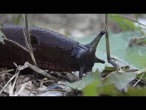 Amazing Chocolate Slug Close Up #macro #slugs #mollusca #biology #science