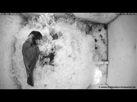 Überfall auf das Hummelnest