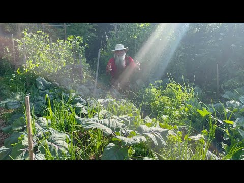 SIMPLE & COMPLETE Guide To COMPANION PLANTING! Use Your Plants To CONTROL Pests & OPTIMIZE Growth!