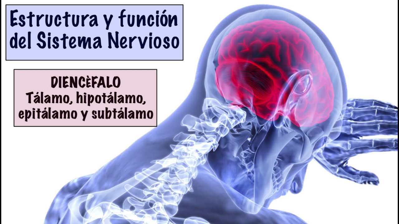 6  DIENCÉFALO: TÁLAMO, HIPOTÁLAMO, EPITÁLAMO Y SUBTÁLAMO