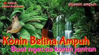 Download lagu Suara KONIN Betina Buat Ngecas Pejantan Dijamin Topcer @BrilliantVictorSmarttools mp3