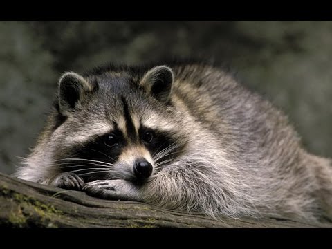 アライグマの 13 の驚くべき点