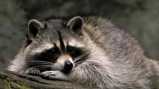 13 Facts About Racoons