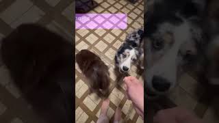 Video preview image #1 Australian Shepherd Puppy For Sale in Cookeville, TN, USA