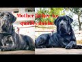 Only Quality Lovers K Lia Lab Puppy