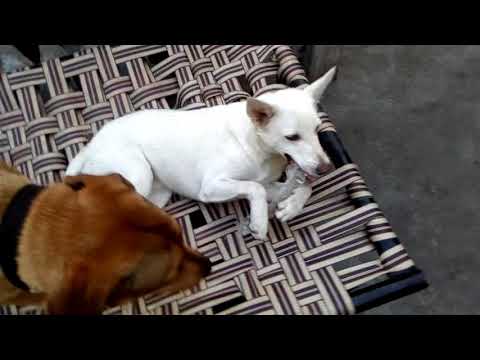 MirzA sahiba.....😎🐈🐅my pet