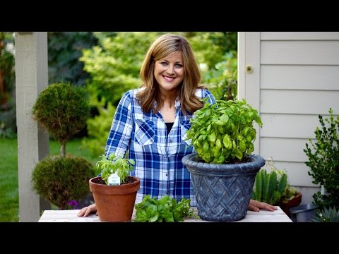 image-What happens if you don't trim basil?