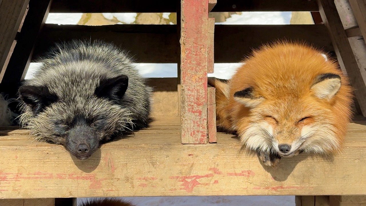 Embark on a captivating virtual tour of Zao Fox Village!