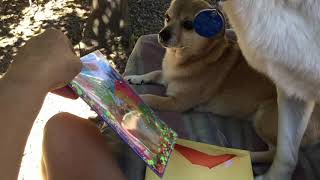 FOX I GOT A BIRTHDAY CARD IN THE MAIL