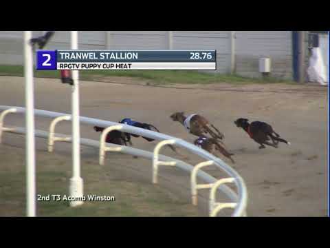 2020 PUPPY CUP - HEAT 1 - T2 TRANWELL STALLION