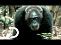 Most Brutal Chimpanzee Society Ever Discovered | Rise of the Warrior Apes