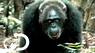 Most Brutal Chimpanzee Society Ever Discovered | Rise of the Warrior Apes