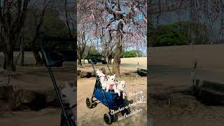 Download lagu Weeping cherry tree &Chihuahuas/Debussy/Images 2/Cloches a travers les feuilles/枝垂れ桜とチワワ/葉ずえをわたる鐘の音 mp3 Download lagu Weeping cherry tree &Chihuahuas/Debussy/Images 2/Cloches a travers les feuilles/枝垂れ桜とチワワ/葉ずえをわたる鐘の音 mp3