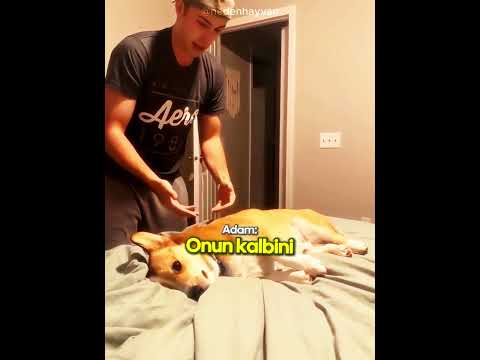 Bu Köpek Gerçek Bir Oyuncu! 😂🐾