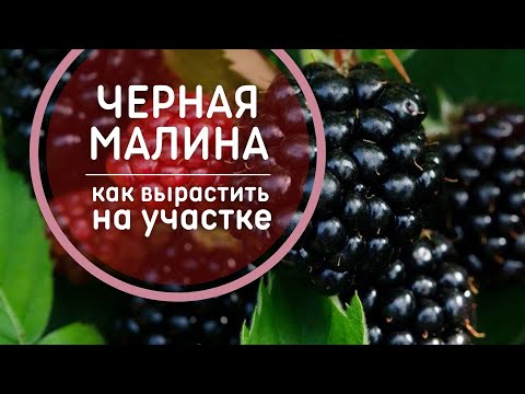 , title : 'Черная малина – Агротехника 🍇 Технология выращивания, обрезка, размножение черноплодной малины'