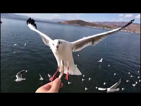 dog & cats are friends|funny cat vs dog |animals are awesome on fun zone