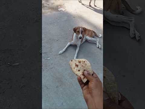 #dog #dogshorts #dogowner #labrador #puppy #shorts #shortsfeed #youtubeshorts #animals