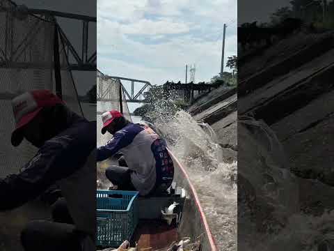 Subienda de pescado en puerto Berrio, los peces se salen del agua 😱😱
