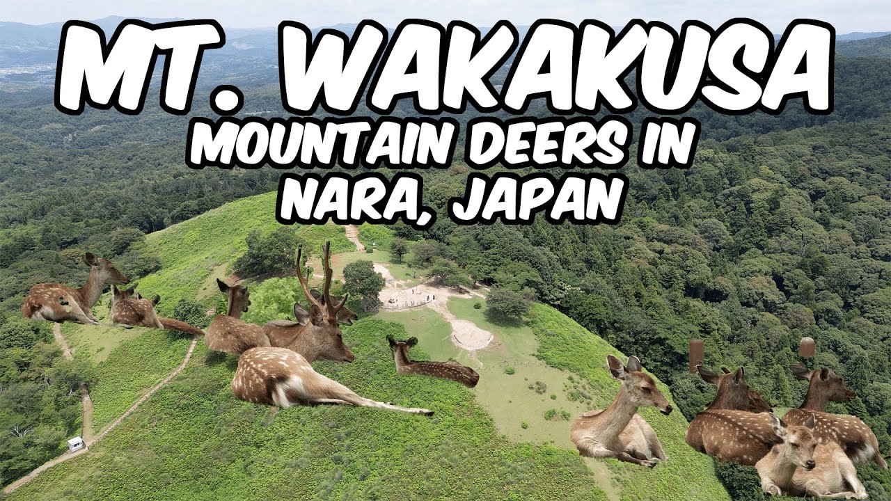 Experience the thrill as a tourist ascends the majestic Mount Wakakusa in this captivating video.