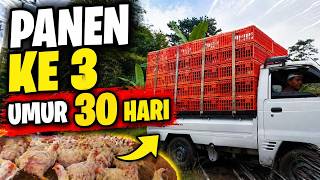 Download lagu Panen Ayam Broiler Umur 30 Hari Panen Ke 3 Sistem Kemitraan Real Kandang mp3