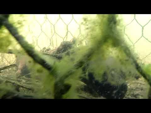 Ferry Lagoon underwater with the Go Pro 3 Hero