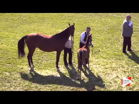 N.83 ZK MARCIN - Ströhen 2015 B-Show - Foals (Class A/B)