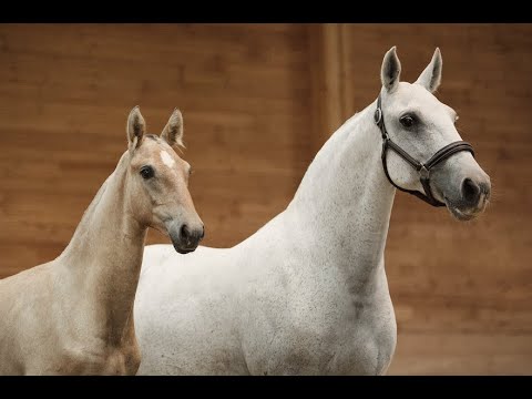 PEGASO DE LA GESSE * 2019 - PSL