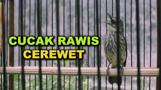 Download lagu CUCAK RAWIS SUARA NYARING ABIS mp3