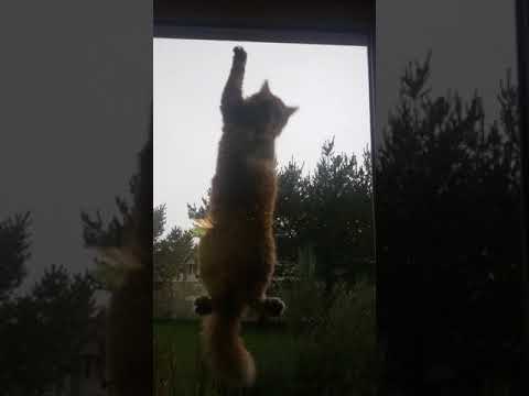 My cat climbing on my screen door.