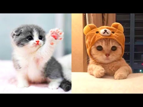 The Most Lovely Super Cute Kittens In The World | Cute Cat Of TikToks