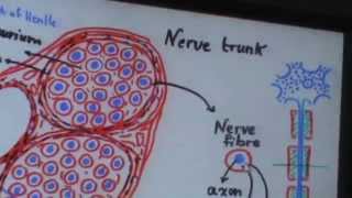23) Dr.Gihan [Nervous Tissue] 29/03/2014
