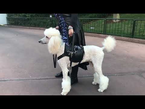YouTube video about: Can poodles be service dogs?