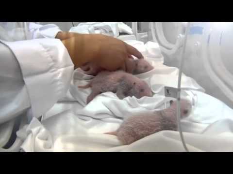 Nascimento de três pandas na China torna-se sucesso na internet