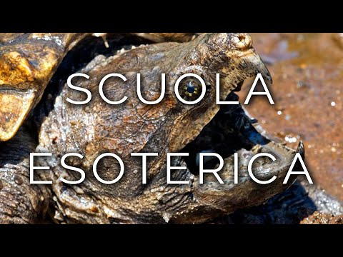 1082-IT Beatrix, SCUOLA ESOTERICA - Ipnosi Esoterica ∞ Lucio Carsi