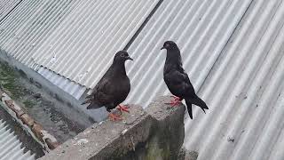 Download lagu ada cara khusus melatih merpati kentong plosur mp3