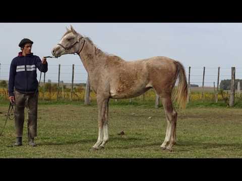 Lote BH LAITH