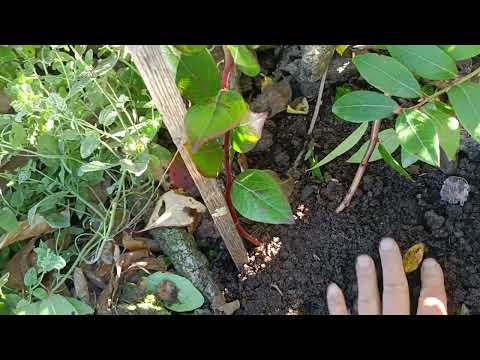 Jak množit kanadskou borůvku hřízením.