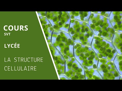 B1- Structure cellulaire - Partie 1