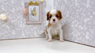 キャバリアの動画01