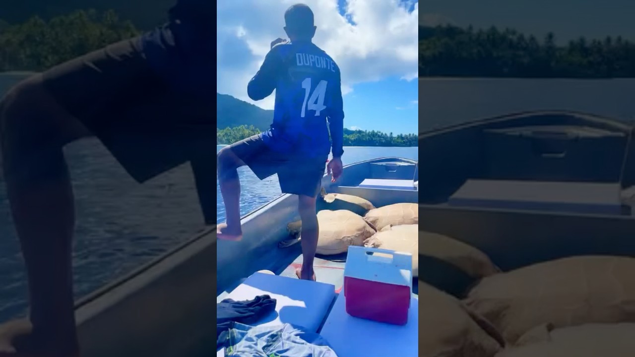 Catching turtles in Kosrae👏VC:JoeHarthy#2024#local#fishermen #micronesian#pacificislanders