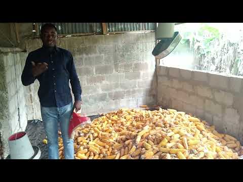 2R's Farms 1st phase of 2022 Maize Harvest