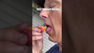 Tasty Japanese dogwood berries are a tasty treat! #nature #trees #healthyfood #power #energy