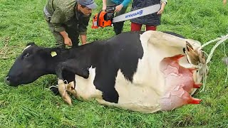 All Incredible Modern Farm #WithMe​ Cow Farming Automatic Milking Feeding Pretty Girl Combine 2021
