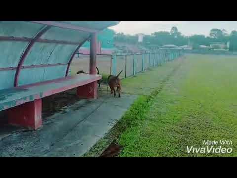 FERIADO DE CARNAVAL COM OS PITS NO ESTÁDIO DE CAAPIRANGA/AM