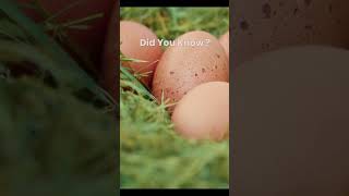 Download lagu 🦆 The Amazing Platypus: Egg-Laying Marvel of Nature 🥚 mp3 Download lagu 🦆 The Amazing Platypus: Egg-Laying Marvel of Nature 🥚 mp3
