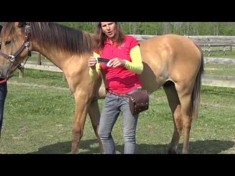 Equine Taping Overview